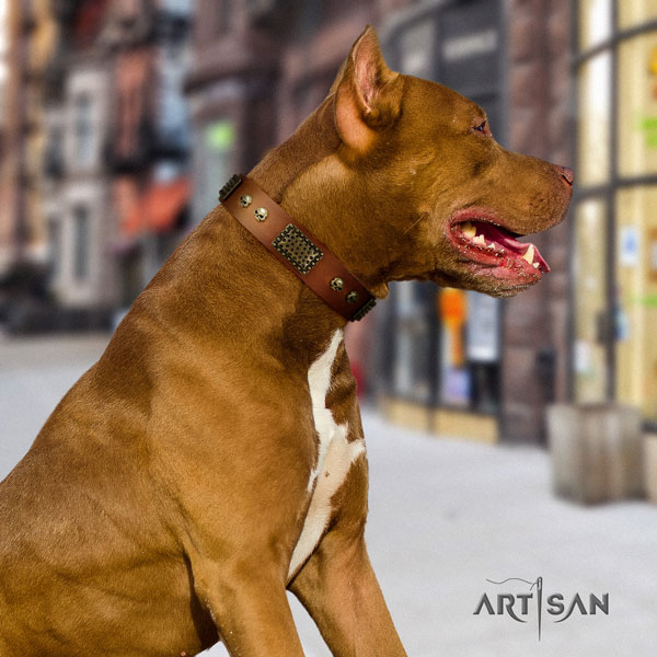 Pitbull handmade leather dog collar with extraordinary embellishments