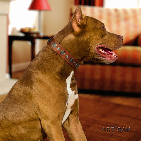 Pitbull comfortable full grain leather dog collar with exquisite embellishments
