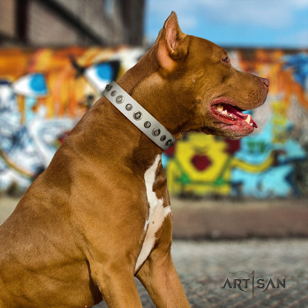 Pitbull best quality full grain leather dog collar with stylish design adornments