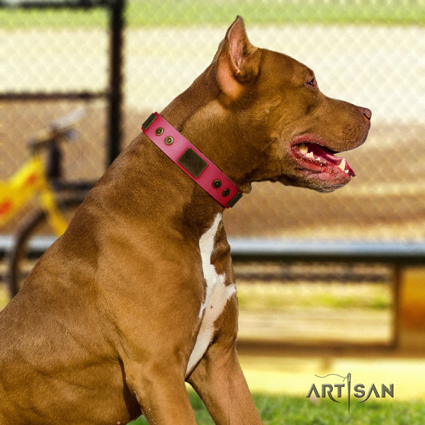 Pitbull convenient full grain natural leather dog collar with incredible decorations