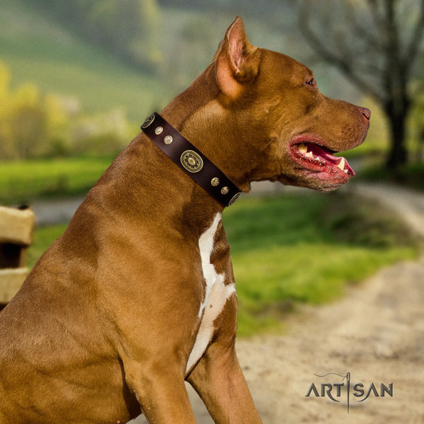 Pitbull easy adjustable leather dog collar with impressive adornments