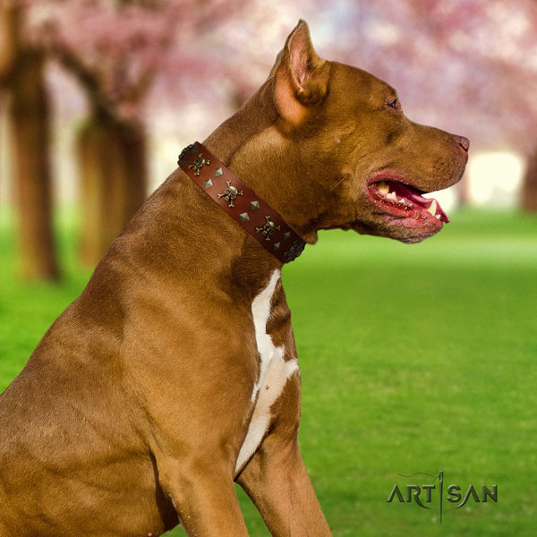 Pitbull fine quality leather dog collar with stunning studs