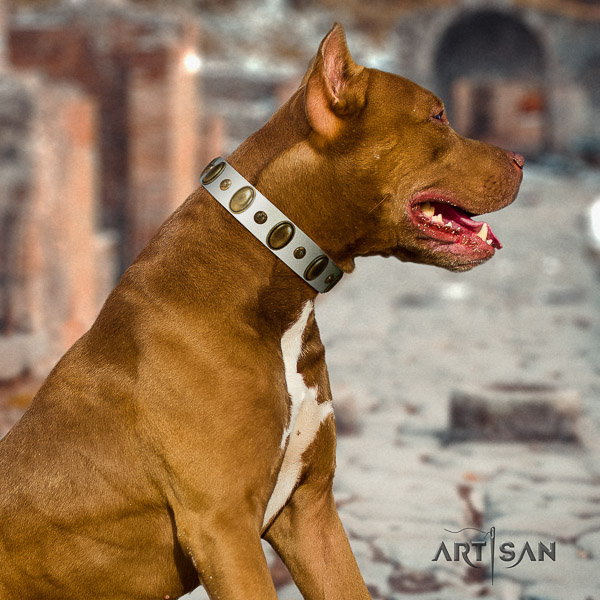 Pitbull everyday use genuine leather collar for your beautiful four-legged friend