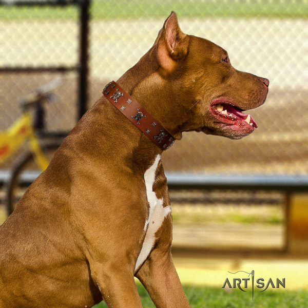 Pitbull daily walking leather collar for your stylish pet
