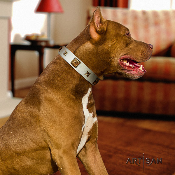 Pitbull handy use natural leather collar for your attractive four-legged friend