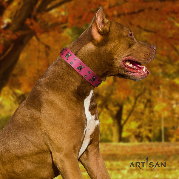 Pitbull basic training full grain leather collar for your lovely four-legged friend