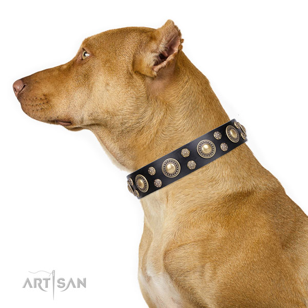 Pitbull full grain genuine leather collar with durable D-ring for fancy walking