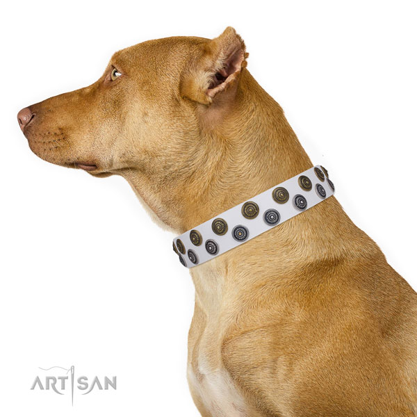 Pitbull natural genuine leather collar with corrosion resistant hardware for walking