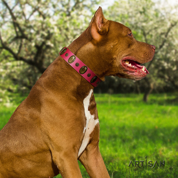Pitbull handy use full grain genuine leather collar for your stylish doggie