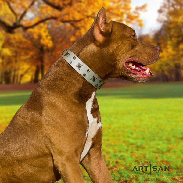 Pitbull fancy walking full grain genuine leather collar for your impressive canine