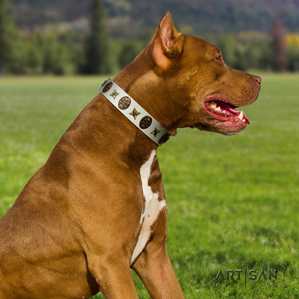 Pitbull basic training full grain genuine leather collar for your stylish doggie