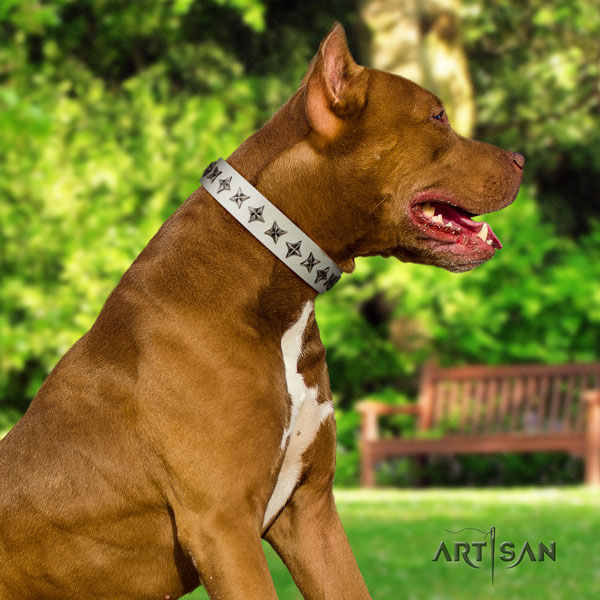 Pitbull perfect fit full grain genuine leather dog collar with amazing embellishments