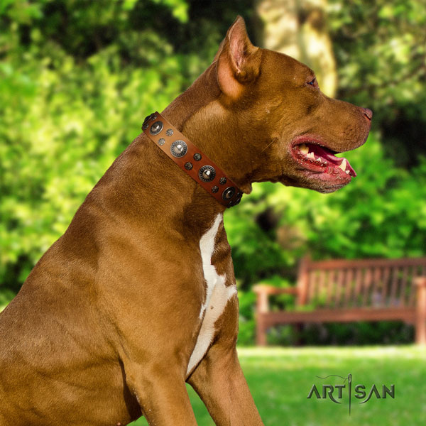 Pitbull comfortable leather dog collar with exquisite studs