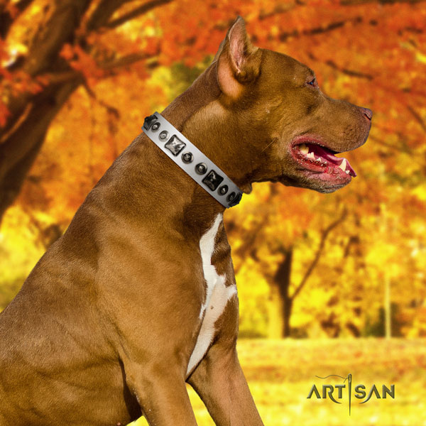 Pitbull easy to adjust genuine leather dog collar with remarkable studs