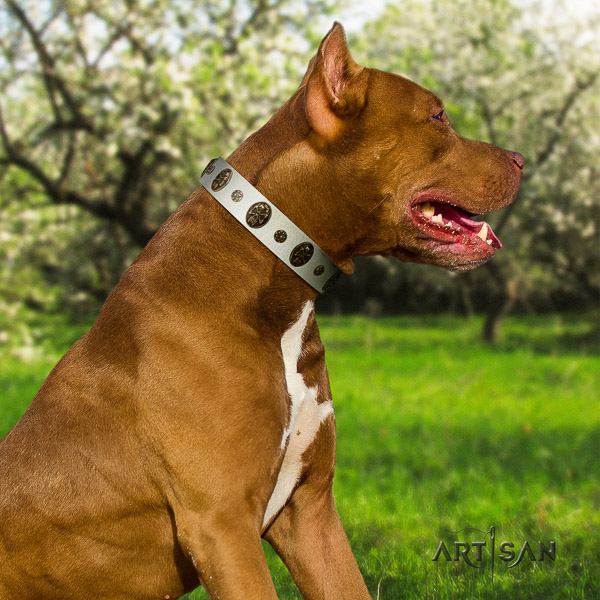 Pitbull daily walking full grain natural leather collar for your lovely dog