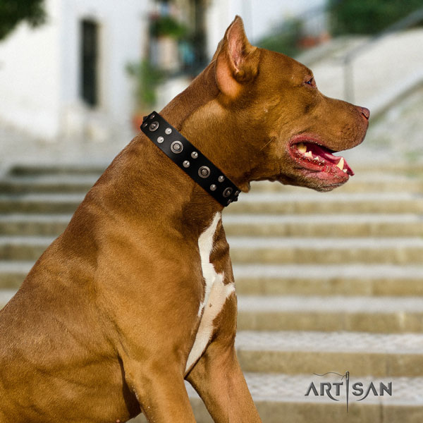 Pitbull best quality full grain leather dog collar with remarkable decorations