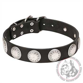 Full grain leather Pitbull collar, studs with stars