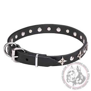 Dog Collar for Pit Bulls with rustproof chrome plated buckle and D-ring