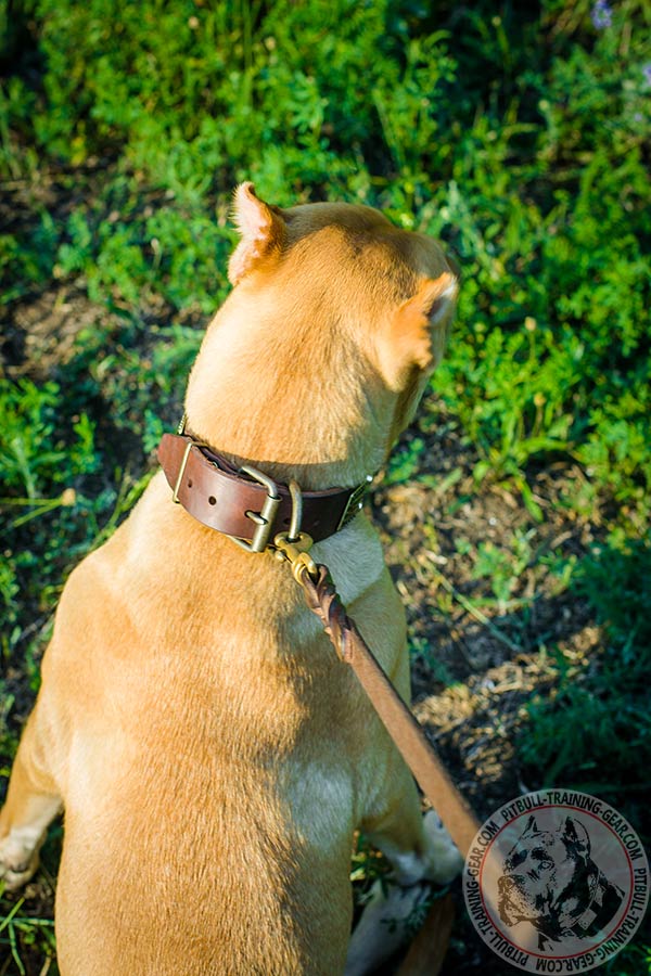Pitbull leather collar with duly riveted fittings for daily walks