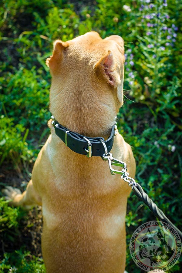 Pitbull leather collar with rust-free hardware for perfect control