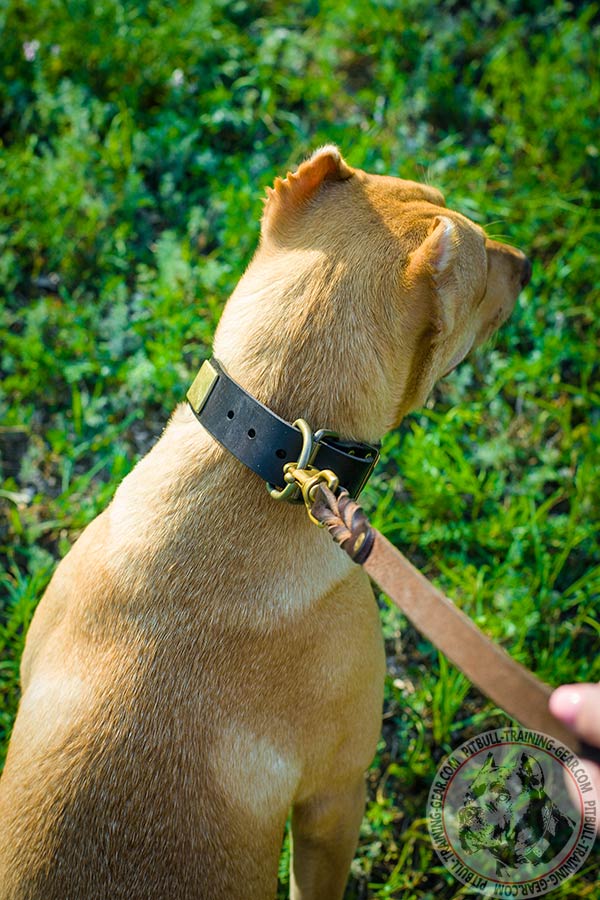 Pitbull brown leather collar adjustable  with brass plated hardware for better comfort