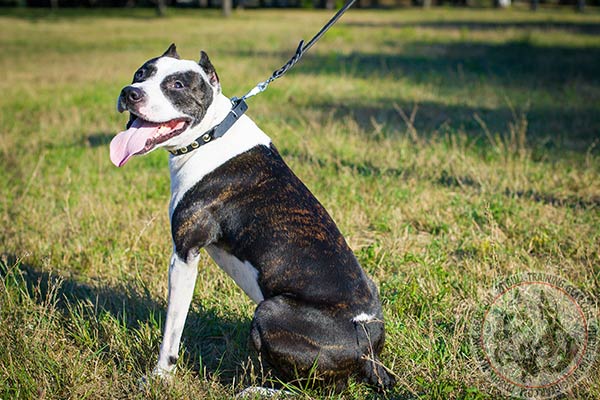 Pitbull black leather collar of classy design decorated with half-balls for daily walks