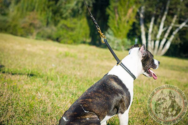 Pitbull black leather collar with strong hardware for daily walks