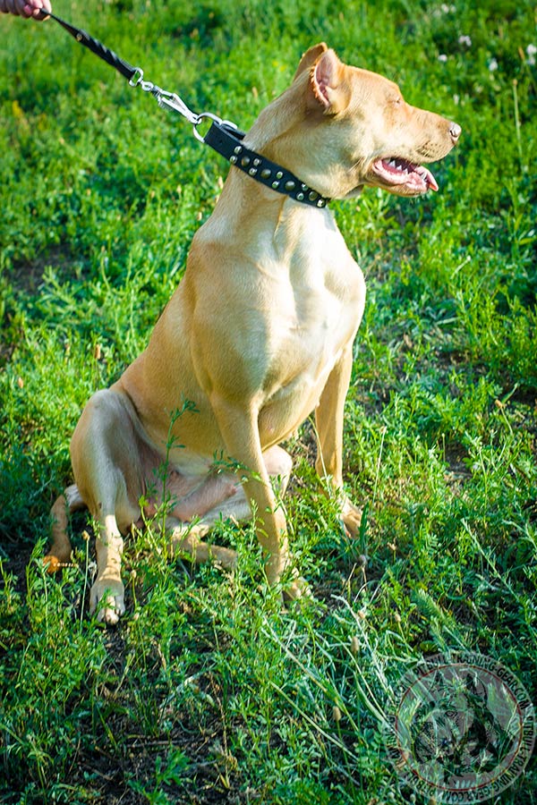 Pitbull leather collar with rustless nickel plated fittings for quality control
