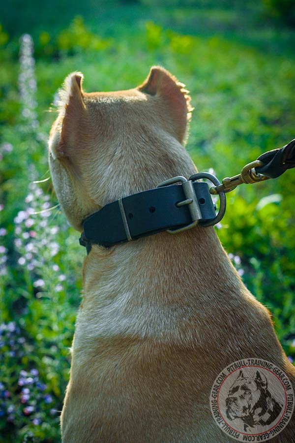 Pitbull brown leather collar with strong brass plated fittings for daily activity