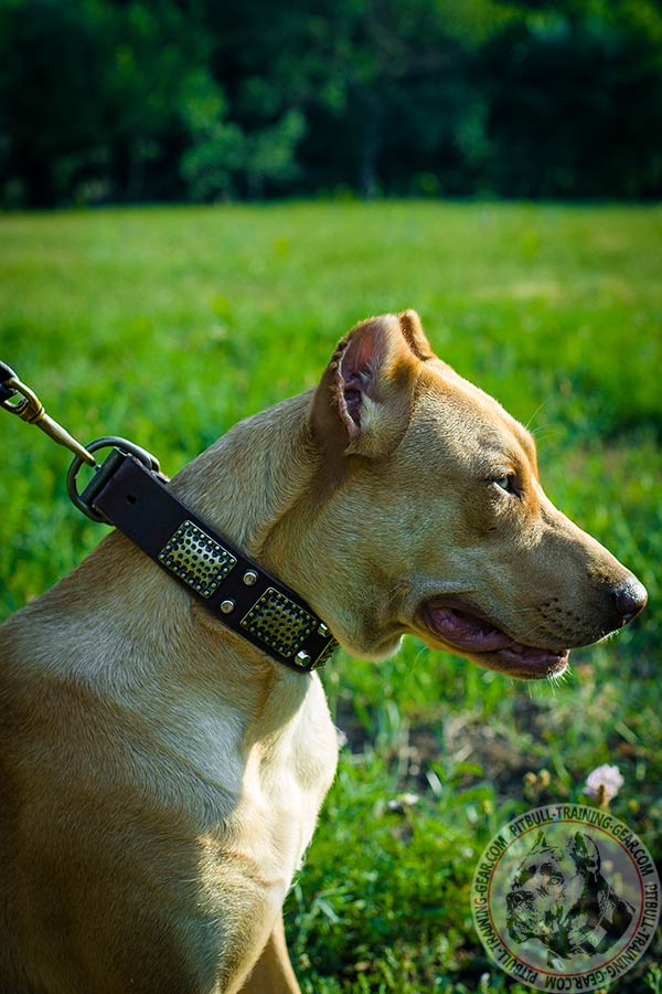 Pitbull leather collar with rust-free brass plated fittings for daily activity