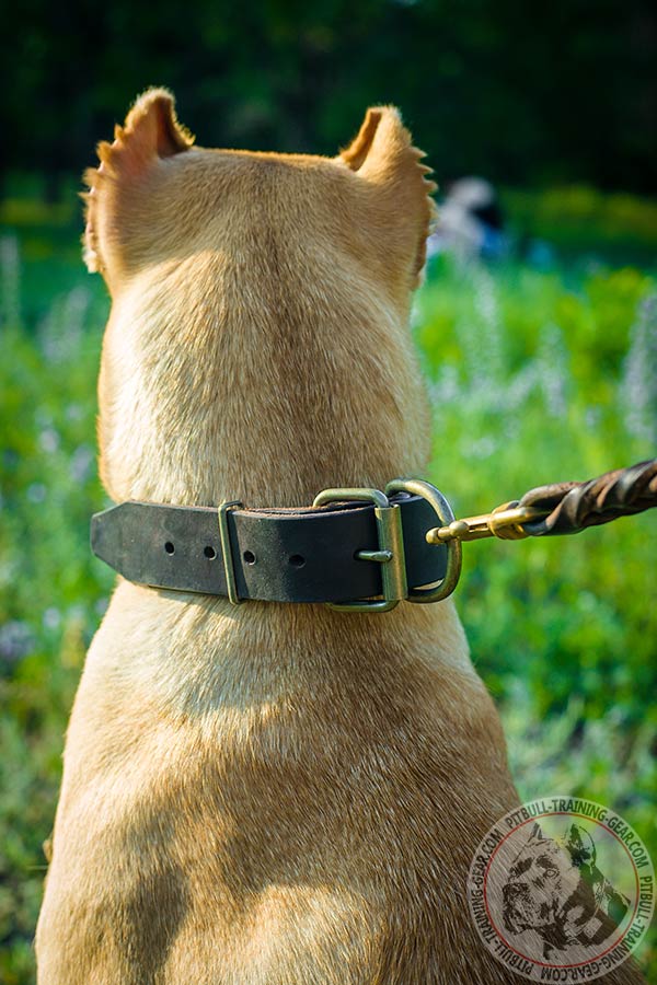 Pitbull brown leather collar easy-to-adjust adorned with plates for better comfort