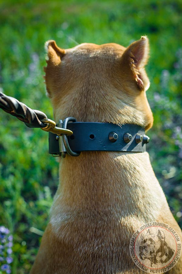 Pitbull brown leather collar with duly riveted cones for daily walks