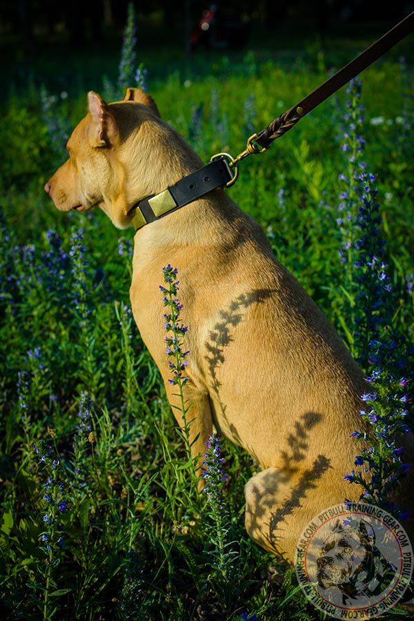 Pitbull brown leather collar of classy design with brass plated fittings for advanced training