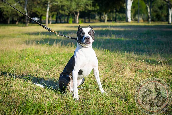 Pitbull black leather collar with durable fittings for improved control