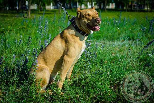 Pitbull black leather collar of genuine materials with riveted fittings   for quality control