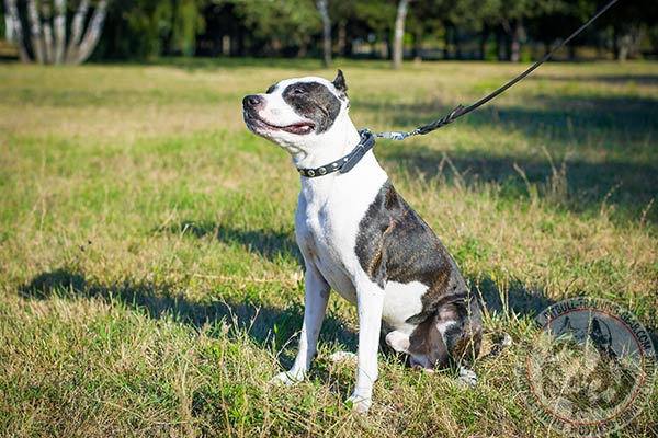 Pitbull black leather collar with elegant adorned with half-balls for improved control