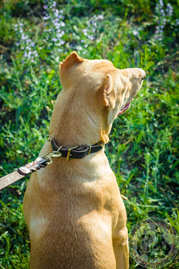 Pitbull brown leather collar of genuine materials with brass plated hardware for daily walks