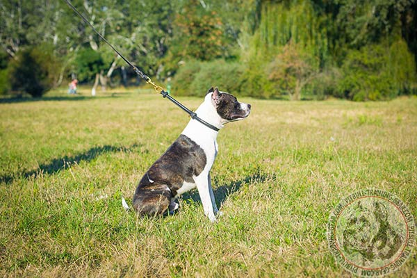 Pitbull black leather collar of genuine materials with brass plated hardware for perfect control