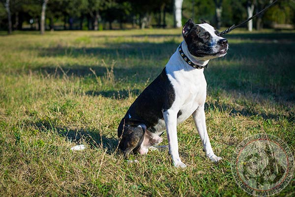 Pitbull black leather collar with duly riveted with traditional buckle for any activity