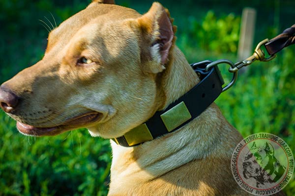 Pitbull brown leather collar of high quality with traditional buckle for basic training