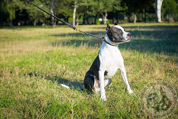 Pitbull black leather collar of genuine materials with brass plated hardware for quality control