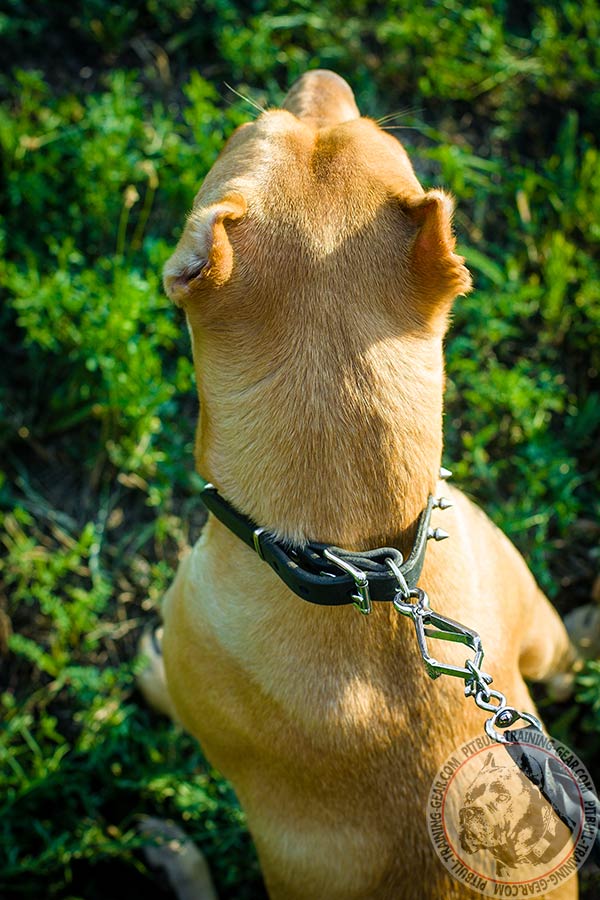 Pitbull black leather collar of high quality with nickel plated hardware for daily activity