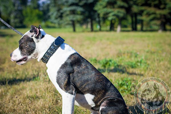 Pitbull black leather collar with elegant decorated with plates for basic training