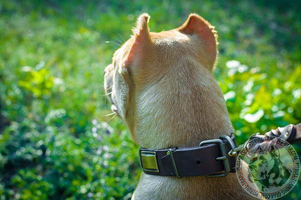 Pitbull leather collar with strong hardware for daily activity