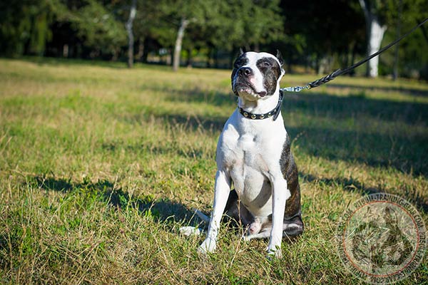 Pitbull black leather collar adjustable  with handset half-balls for quality control