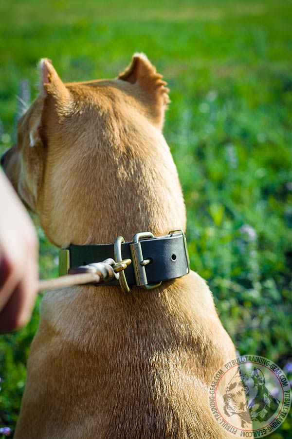 Pitbull brown leather collar easy-to-adjust with plates for utmost comfort