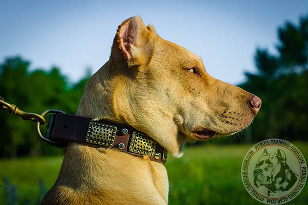 Pitbull leather collar with rustless brass plated hardware for stylish walks