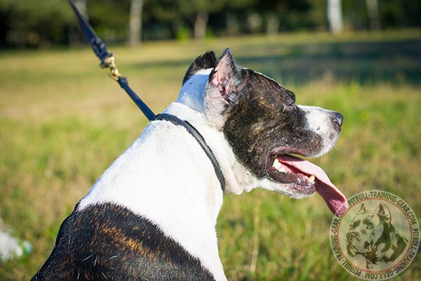 Pitbull black leather collar with reliable fittings for professional use