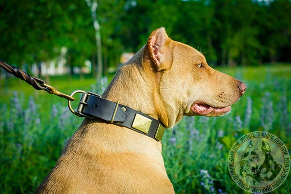 Pitbull brown leather collar of genuine materials with d-ring for leash attachment for perfect control