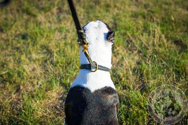 Pitbull black leather collar of high quality with brass plated fittings for daily activity